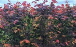 Burgundy Jewel Vine Maple (Acer Circinatum) - 1 Gallon Pot -Garden Wisp Sales Store acer circinatum burgundy jewel vine maple 8