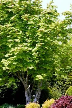 Vine Maple (Acer Circinatum) - 5 Gallon Pot -Garden Wisp Sales Store acer circinatum vine maple 11