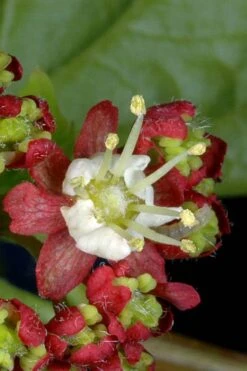 Vine Maple (Acer Circinatum) - 5 Gallon Pot -Garden Wisp Sales Store acer circinatum vine maple 13