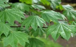 Vine Maple (Acer Circinatum) - 5 Gallon Pot -Garden Wisp Sales Store acer circinatum vine maple 3