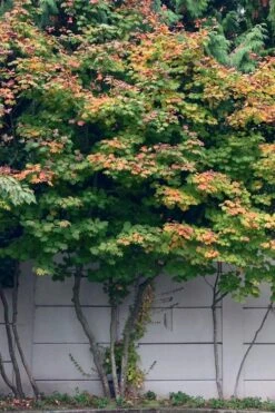 Vine Maple (Acer Circinatum) - 5 Gallon Pot -Garden Wisp Sales Store acer circinatum vine maple flowers 21