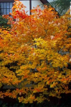 Vine Maple (Acer Circinatum) - 5 Gallon Pot -Garden Wisp Sales Store acer circinatum vine maple flowers 25