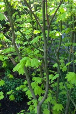 Vine Maple (Acer Circinatum) - 5 Gallon Pot -Garden Wisp Sales Store acer circinatum vine maple flowers 26