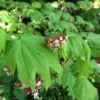 Vine Maple (Acer Circinatum) - 5 Gallon Pot