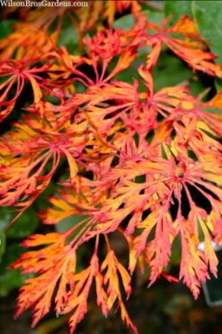 Fairy Lights Full Moon Japanese Maple - 3 Gallon Pot -Garden Wisp Sales Store acer japonicum fairy lights full moon maple 3