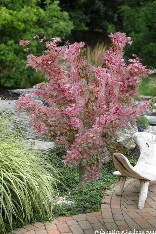 Abigail Rose Japanese Maple - 3 Gallon Pot 1 Abigail Rose Japanese Maple - 3 Gallon Pot