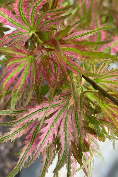 Abigail Rose Japanese Maple - 3 Gallon Pot 4 Abigail Rose Japanese Maple - 3 Gallon Pot - Image 4
