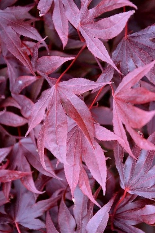 Adrian's Compact Japanese Maple - 5 Gallon Pot 5 Adrian's Compact Japanese Maple - 5 Gallon Pot - Image 5