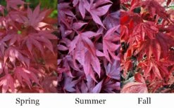 Adrian's Compact Japanese Maple - 5 Gallon Pot 8 Adrian's Compact Japanese Maple - 5 Gallon Pot -Garden Wisp Sales Store acer palmatum adrians compact japanese maple 12