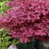 Adrian's Compact Japanese Maple - 5 Gallon Pot