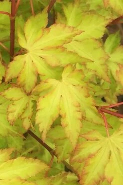 Anne Irene Japanese Maple - 3 Gallon Pot -Garden Wisp Sales Store acer palmatum anne irene japanese maple 3