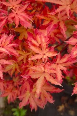 Anne Irene Japanese Maple - 3 Gallon Pot -Garden Wisp Sales Store acer palmatum anne irene japanese maple 5