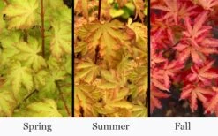 Anne Irene Japanese Maple - 3 Gallon Pot -Garden Wisp Sales Store acer palmatum anne irene japanese maple 6