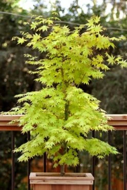 Anne Irene Japanese Maple - 3 Gallon Pot -Garden Wisp Sales Store acer palmatum anne irene japanese maple 7