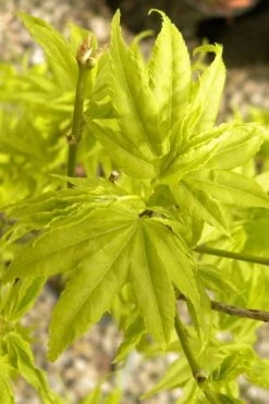 Aoyagi Japanese Maple (Ukon) - 5 Gallon Pot -Garden Wisp Sales Store acer palmatum aoyagi japanese maple 1