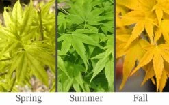 Aoyagi Japanese Maple (Ukon) - 5 Gallon Pot -Garden Wisp Sales Store acer palmatum aoyagi japanese maple 2