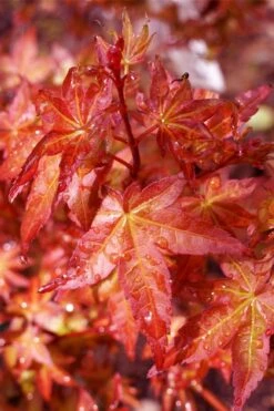 Beni Hime Dwarf Japanese Maple - 3 Gallon Pot -Garden Wisp Sales Store acer palmatum beni hime japanese maple 23