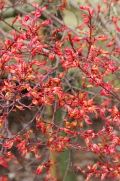 Beni Hime Dwarf Japanese Maple - 3 Gallon Pot -Garden Wisp Sales Store acer palmatum beni hime japanese maple 5