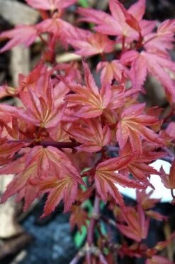 Beni Hime Dwarf Japanese Maple - 3 Gallon Pot -Garden Wisp Sales Store acer palmatum beni hime japanese maple 8