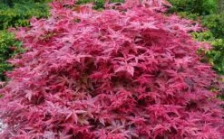 'Beni Maiko' Red Dancing Girl Japanese Maple - 5 Gallon Pot -Garden Wisp Sales Store acer palmatum beni maiko japanese maple 2