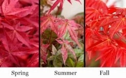 'Beni Maiko' Red Dancing Girl Japanese Maple - 5 Gallon Pot -Garden Wisp Sales Store acer palmatum beni maiko japanese maple 5