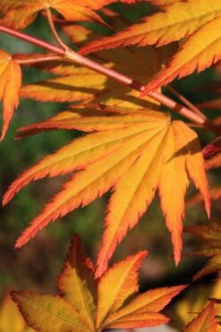 Spring Orange Japanese Maple (Acer Palmatum 'Daidai Haru) - 3 Gallon Pot -Garden Wisp Sales Store acer palmatum daidai haru japanese maple 2