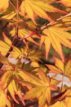 Spring Orange Japanese Maple (Acer Palmatum 'Daidai Haru) - 3 Gallon Pot -Garden Wisp Sales Store acer palmatum daidai haru spring orange japanese maple 4