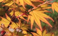 Spring Orange Japanese Maple (Acer Palmatum 'Daidai Haru) - 3 Gallon Pot -Garden Wisp Sales Store acer palmatum daidai haru spring orange japanese maple 5