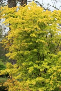 Spring Orange Japanese Maple (Acer Palmatum 'Daidai Haru) - 3 Gallon Pot -Garden Wisp Sales Store acer palmatum daidai haru spring orange japanese maple 7