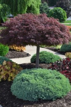 Crimson Queen Dwarf Japanese Maple (High Graft Tree Form) - 2 Gallon Pot -Garden Wisp Sales Store acer palmatum dissectum crimson queen high graft tree form formal