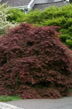 Crimson Queen Dwarf Japanese Maple - 2 Gallon Pot -Garden Wisp Sales Store acer palmatum dissectum crimson queen low graft shrub form 1 1