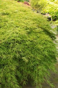 Otto's Dissectum Japanese Maple (Acer Palmatum) - 5 Gallon Pot -Garden Wisp Sales Store acer palmatum dissectum ottos japanese maple 1