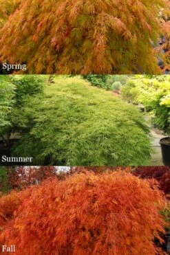 Otto's Dissectum Japanese Maple (Acer Palmatum) - 5 Gallon Pot -Garden Wisp Sales Store acer palmatum dissectum ottos japanese maple 2