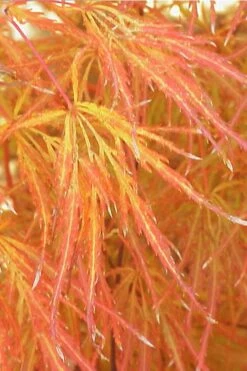 Edgewood's Golden Japanese Maple - 3 Gallon Pot -Garden Wisp Sales Store acer palmatum edgewoods golden 1