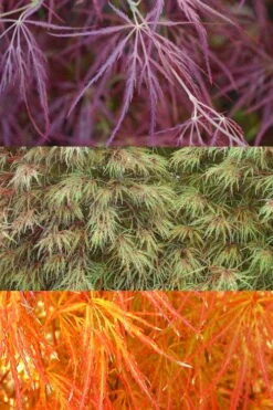 Edgewood's Golden Japanese Maple - 3 Gallon Pot -Garden Wisp Sales Store acer palmatum edgewoods golden 4