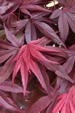 Emperor 1 Japanese Maple - 5 Gallon Pot (4'-5') 11 Emperor 1 Japanese Maple - 5 Gallon Pot (4'-5') -Garden Wisp Sales Store acer palmatum emperor 1 japanese maple 20 2