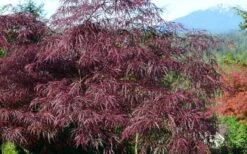 English Lace Japanese Maple - 6 Gallon Pot*B5 -Garden Wisp Sales Store acer palmatum english lace japanese maple 1