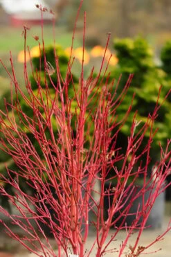 Fjellheim Dwarf Coral Bark Japanese Maple - 3 Gallon Pot 12 Fjellheim Dwarf Coral Bark Japanese Maple - 3 Gallon Pot -Garden Wisp Sales Store acer palmatum fhellheim dwarf coral bark japanese maple 4