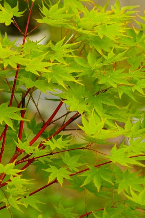 Fjellheim Dwarf Coral Bark Japanese Maple - 3 Gallon Pot 4 Fjellheim Dwarf Coral Bark Japanese Maple - 3 Gallon Pot - Image 4