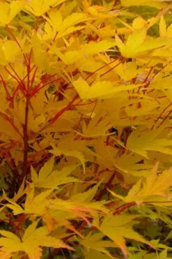 Fjellheim Dwarf Coral Bark Japanese Maple - 3 Gallon Pot 11 Fjellheim Dwarf Coral Bark Japanese Maple - 3 Gallon Pot -Garden Wisp Sales Store acer palmatum fhellheim dwarf coral bark japanese maple 6