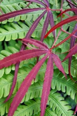 Filifera Purpurea Japanese Maple - 3 Gallon Pot -Garden Wisp Sales Store acer palmatum filifera purpurea 1