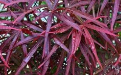 Filifera Purpurea Japanese Maple - 3 Gallon Pot -Garden Wisp Sales Store acer palmatum filifera purpurea 3