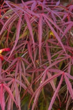 Filifera Purpurea Japanese Maple - 3 Gallon Pot -Garden Wisp Sales Store acer palmatum filifera purpurea 5