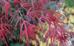Filifera Purpurea Japanese Maple - 3 Gallon Pot -Garden Wisp Sales Store acer palmatum filifera purpurea 6