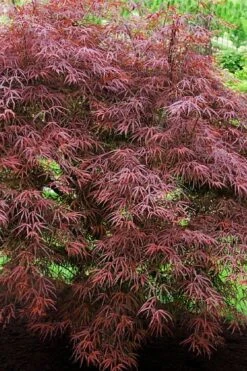 Filifera Purpurea Japanese Maple - 3 Gallon Pot -Garden Wisp Sales Store acer palmatum filifera purpurea 7