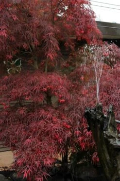 Filifera Purpurea Japanese Maple - 3 Gallon Pot -Garden Wisp Sales Store acer palmatum filifera purpurea 8