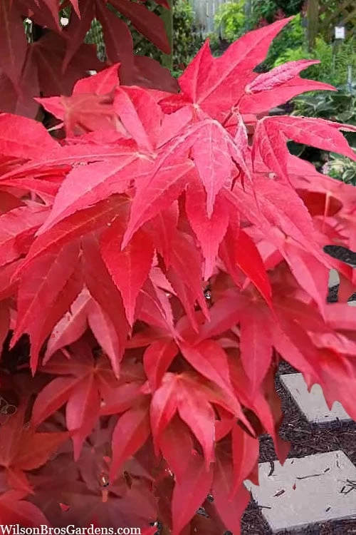 Gable's Glory Chameleon Japanese Maple - 3 Gallon Pot 6 Gable's Glory Chameleon Japanese Maple - 3 Gallon Pot - Image 6