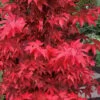 Gable's Glory Chameleon Japanese Maple - 3 Gallon Pot