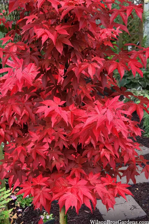 Gable's Glory Chameleon Japanese Maple - 3 Gallon Pot 1 Gable's Glory Chameleon Japanese Maple - 3 Gallon Pot