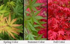 Glowing Embers Japanese Maple - 3 Gallon Pot -Garden Wisp Sales Store acer palmatum glowing embers japanese maple 21 1